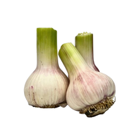 Garlic Uzbekistan