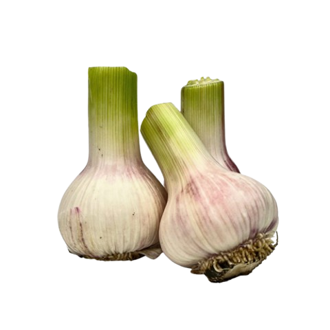 Garlic Uzbekistan