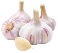 Garlic Uzbekistan