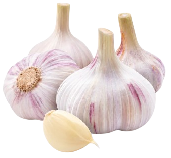 Garlic Uzbekistan