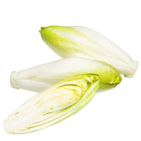 Chicory