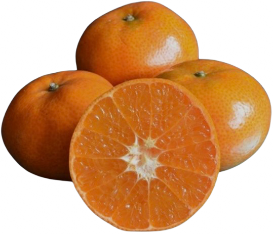 Mandarines Morocco