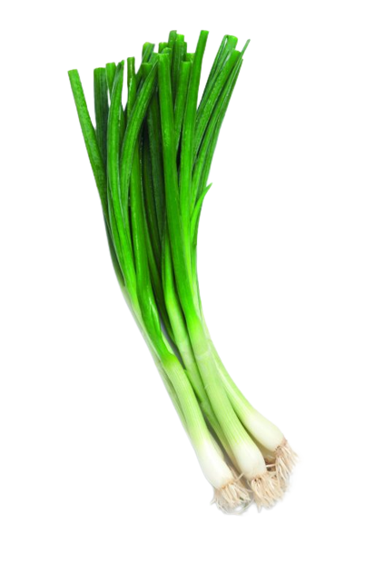 Spring Onion From Uzbekistan