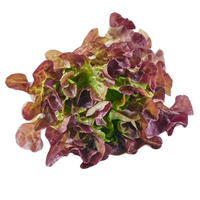 Oakleaf ~ 1 pc