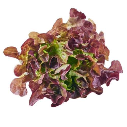 Oakleaf ~ 1 pc