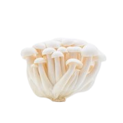 White Shimeji Mushroom