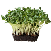 Microgreens Green Radish