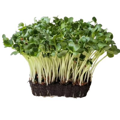 Microgreens Green Radish