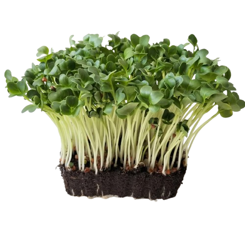 Microgreens Green Radish