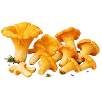 Chanterelle Mushrooms (Frozen)
