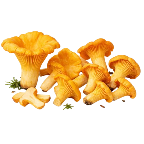 Chanterelle Mushrooms (Frozen)