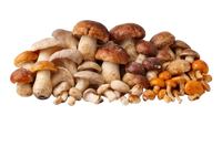 Wild Mushroom MIX (Frozen)