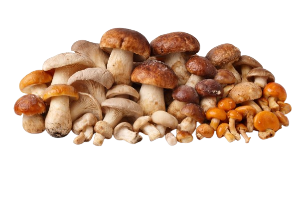 Wild Mushroom MIX (Frozen)