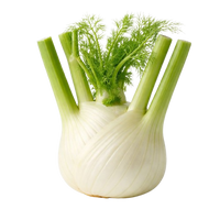 Fennel