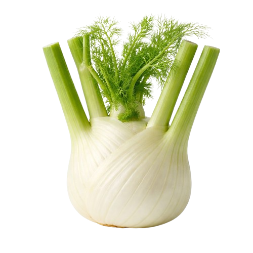 Fennel