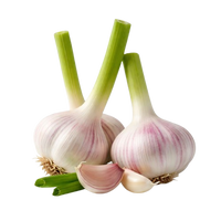Young Garlic Uzbekistan