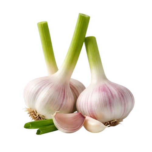 Young Garlic Uzbekistan