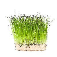 Microgreens Onion