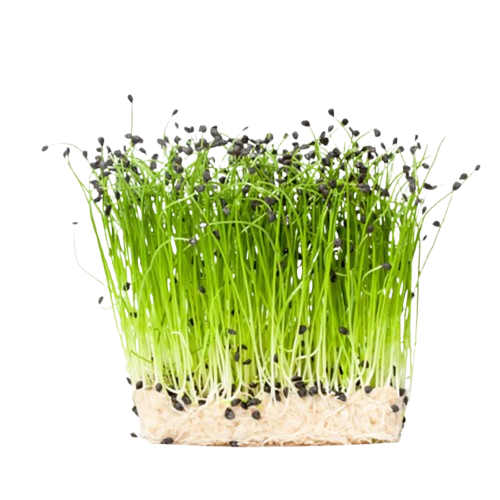 Microgreens Onion