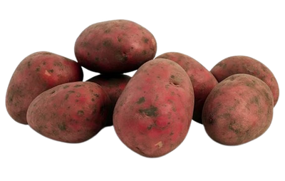 Red Potato Uzbekistan