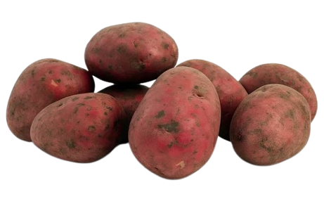Red Potato Uzbekistan
