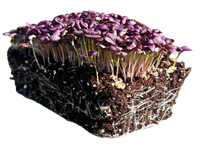 Microgreens Red Mustard