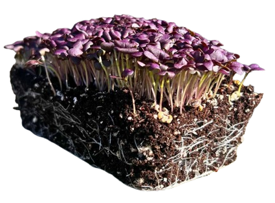 Microgreens Red Mustard