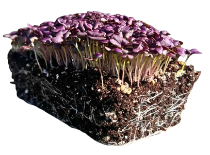 Microgreens Red Mustard