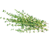 Thyme