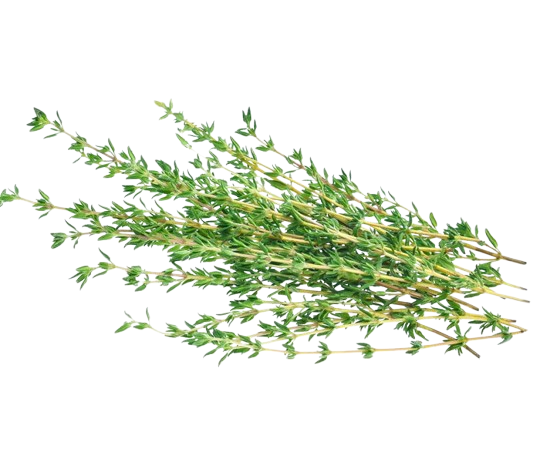 Thyme