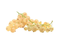 White Currant