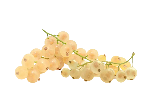 White Currant