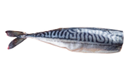 Lightly dried  MACKEREL (1 pc)
