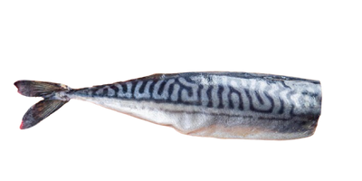 Lightly dried  MACKEREL (1 pc)