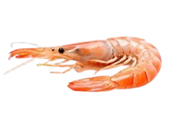 Wild Botan Ebi Deep Water Sweet Prawn (Raw) ~ 21-25pcs