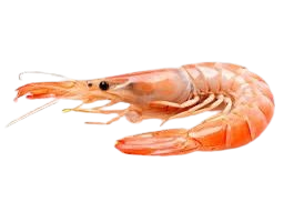Wild Botan Ebi Deep Water Sweet Prawn (Raw) ~ 21-25pcs
