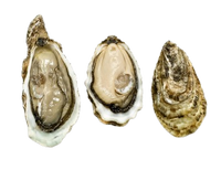 Ireland Oysters № 4 (3 pcs closed)