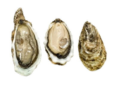 Ireland Oysters № 3 (3 pcs closed)