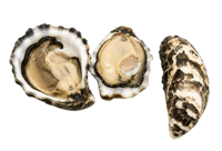 Japan Oysters № 4 (3 pcs closed)
