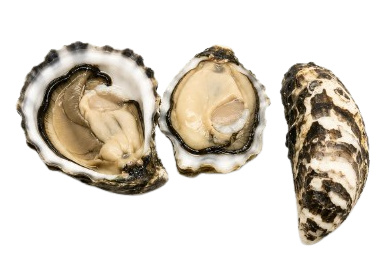 Japan Oysters № 4 (3 pcs closed)