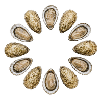 New Zealand Oysters № 4 (12 pcs closed)