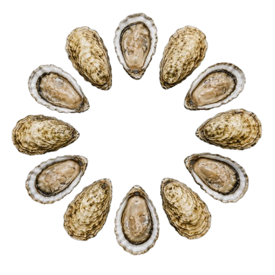New Zealand Oysters № 4 (12 pcs closed)