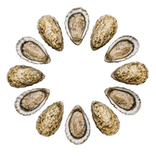 New Zealand Oysters № 4 (12 pcs closed)