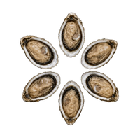 Ireland Oysters № 4 (6 pcs closed)