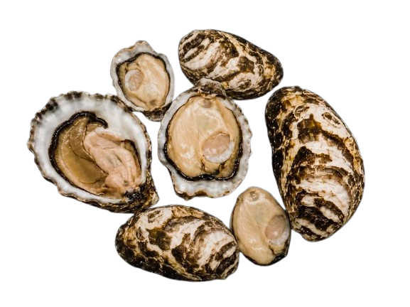 Japan Oysters № 4 (6 pcs closed)