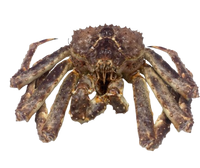 Heritage Frozen Whole King Crab (Raw)