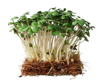 Mustard MicroGreens