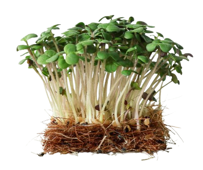 Mustard MicroGreens