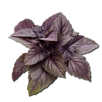 Red Basil Uzbekistan