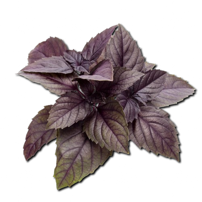 Red Basil Uzbekistan